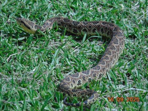 Honduras Jumping Pit Viper