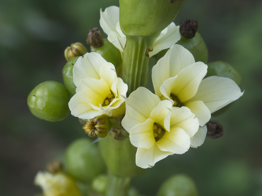 Sisyrinchium striatum — a medium houseplant, prefers full sun light