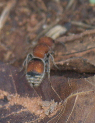 Pseudomethoca oceola