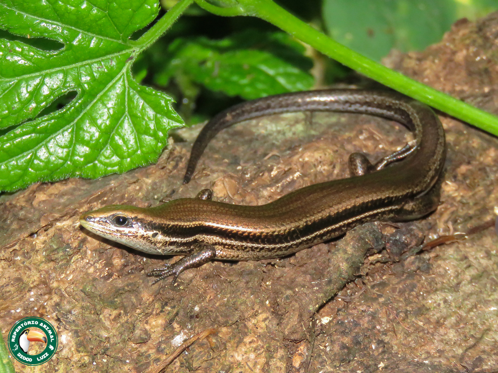 Bahia Small-Headed Skink