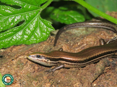 Brasiliscincus agilis