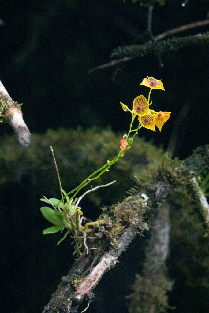 Telipogon caroliae