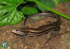 Brasiliscincus agilis