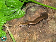 Brasiliscincus agilis