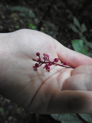 Trichostigma peruvianum
