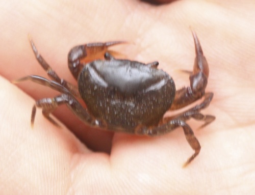 Pseudothelphusidae