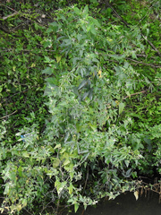 Solanum pilcomayense