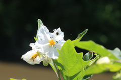 Solanum bonariense