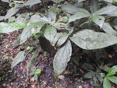 Trichostigma peruvianum