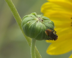 Pseudomethoca propinqua