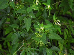 Solanum pilcomayense