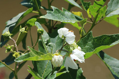 Solanum bonariense