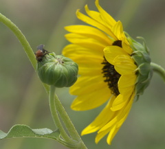 Pseudomethoca propinqua