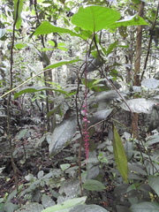 Trichostigma peruvianum