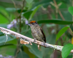 Fine-Barred Piculet photo 1