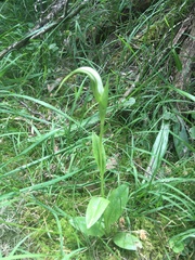Pterostylis falcata