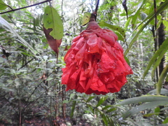 Brownea grandiceps