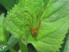 Caelopygus melanocephalus