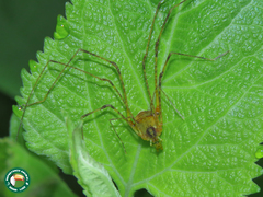 Caelopygus melanocephalus