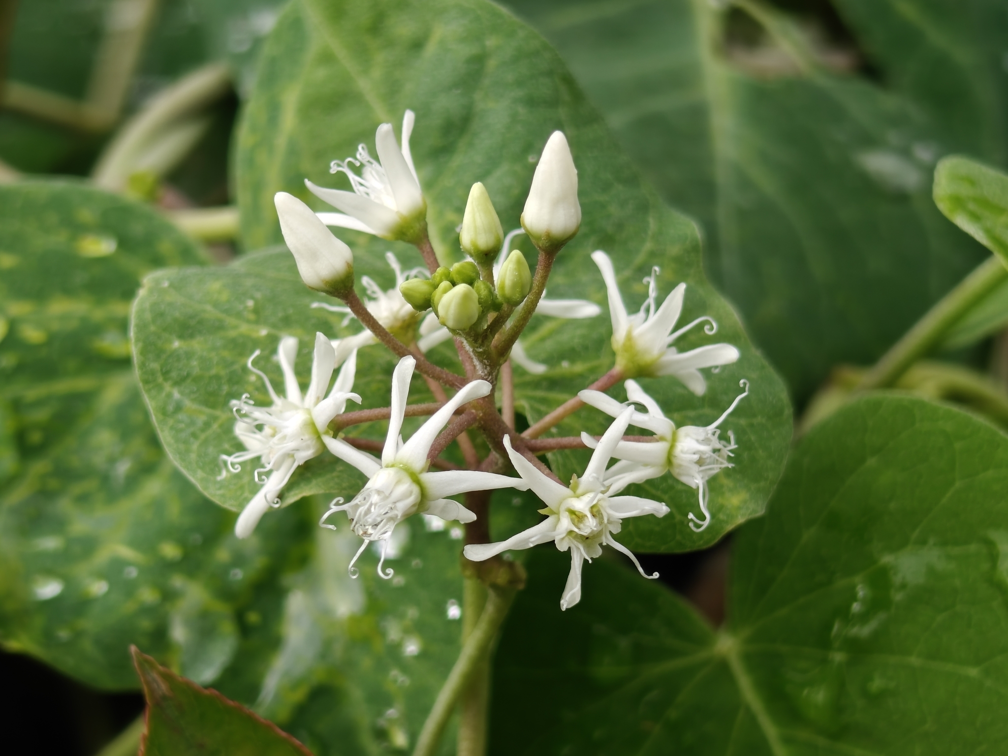 Cynanchum chinense