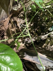 Passiflora edulis flavicarpa