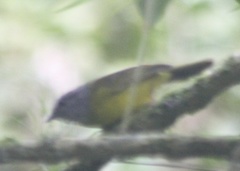 Myiothlypis coronata
