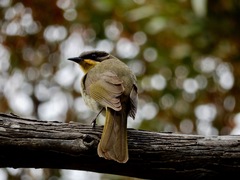 Lichenostomus cratitius