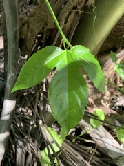 Passiflora edulis flavicarpa