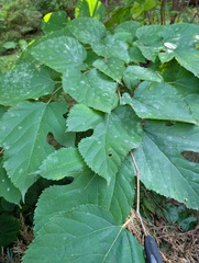 Erysiphe mori