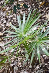 Coccothrinax litoralis