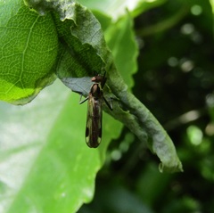 Homalocnemis
