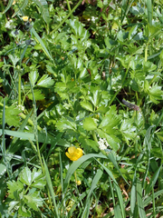 Apium prostratum denticulatum