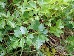 Apium prostratum denticulatum