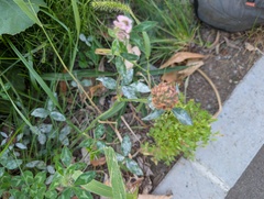 Erysiphe trifoliorum