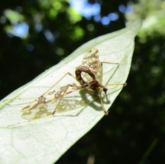 Mischoderus annuliferus