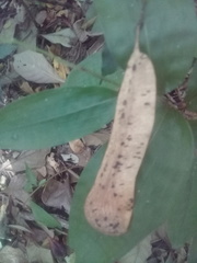 Myroxylon balsamum