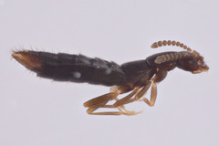 Ocyustiba appalachiana