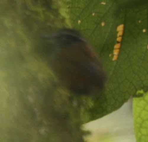 Grey-breasted Wood Wren (Henicorhina leucophrys), photo 7