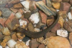 Desmognathus brimleyorum