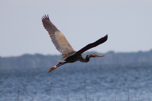 Garza imperial (Ardea purpurea)