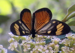 Actinote thalia pyrrha