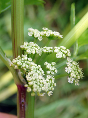 Apium prostratum denticulatum