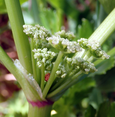 Apium prostratum denticulatum