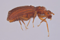 Dasycerus carolinensis