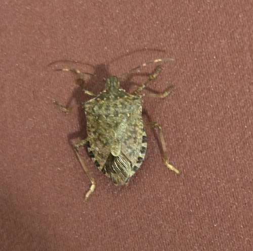 Halyomorpha halys