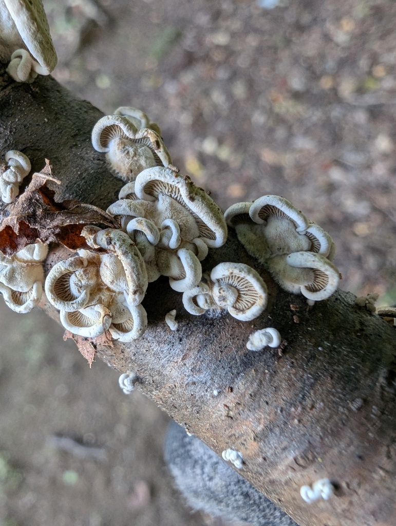 Panellus stipticus · September 2025 · photo: © atsushi_nakajima_cirque (iNaturalist, cc-by)