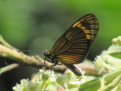 Actinote thalia pyrrha