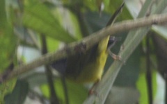 Myiothlypis coronata