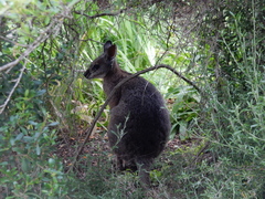 Notamacropus eugenii