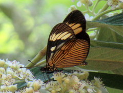 Actinote thalia pyrrha